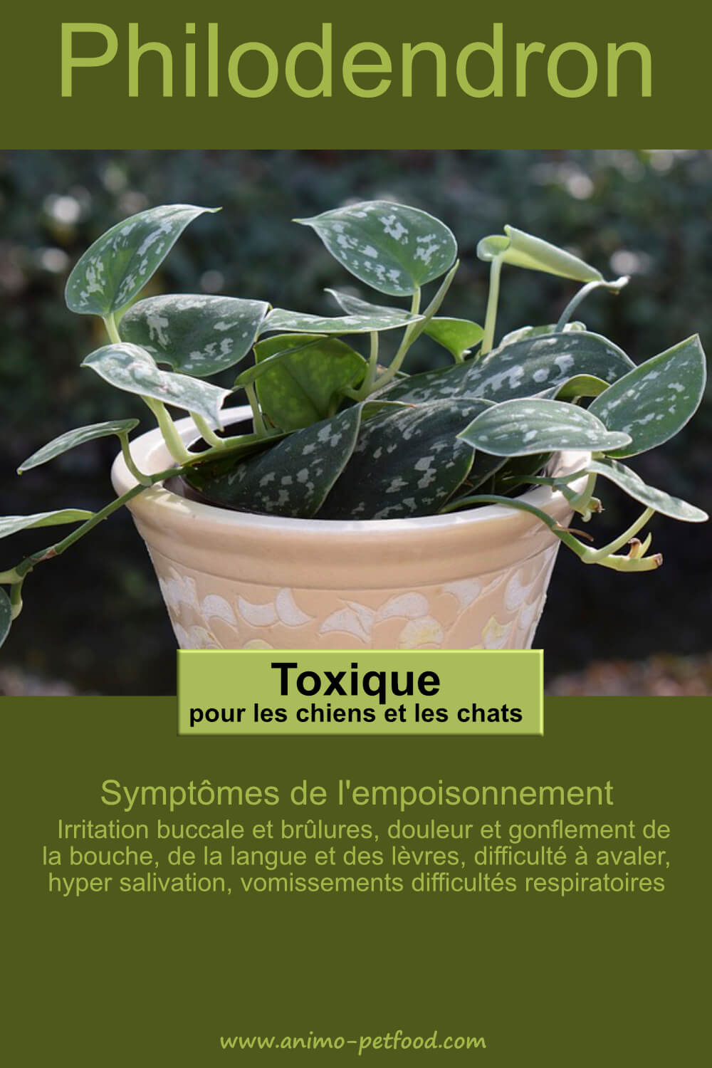 Philodendron plante toxique pour le chien et le chat